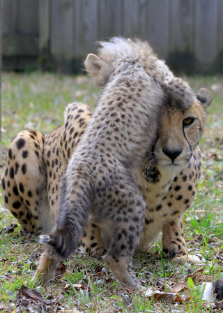 Illustration for article titled Cheetah Doubles as Mom/Jungle Gym